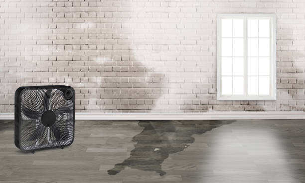 Best Mold removal after water damage  in Monroeville, PA